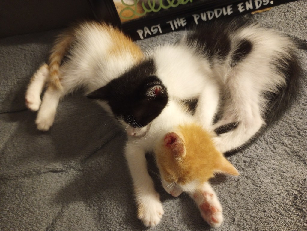 New Paraplegics happier than New Millionaires, and Here’s the&nbsp;reason